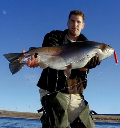 regenbogenforelle15,65-Sean Konrad-20min-lake diefenbaker, saskatchewan-4kg-schnurklassenrekord.jpg